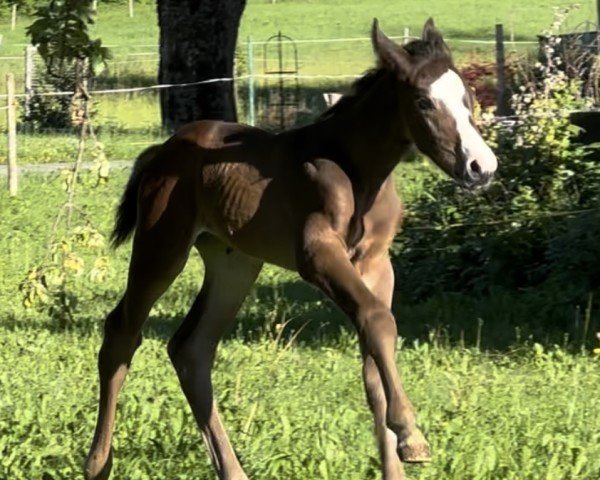 foal Majestix (Austrian Warmblood, 2024)