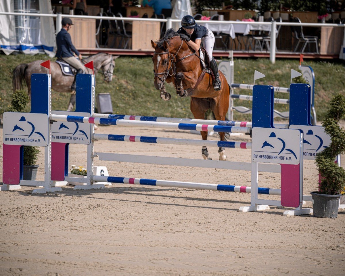 broodmare Cassy 119 (Oldenburg show jumper, 2018, from Casallco)