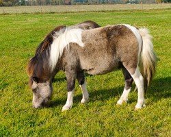 jumper Ilon vom Gothenborg (Shetland Pony, 2023, from Islay von Salza)