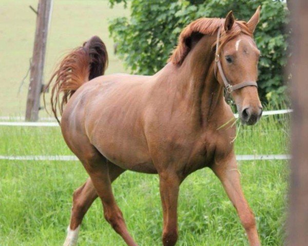 jumper Narestoria (German Sport Horse, 2006, from Nariston)