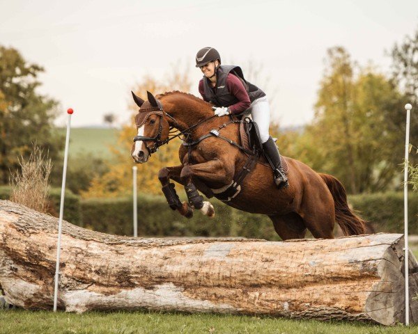 dressage horse Flashlight 43 (Oldenburg, 2010, from Fiderstar)