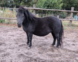 broodmare Ella vom Ibitztal (Dt.Part-bred Shetland pony, 2019, from Leelands Mr. Eldor)