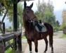 jumper Ballistik 3 (Trakehner, 2016, from Davidas)