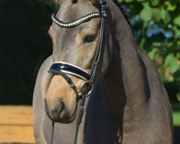 Dressurpferd Starlight PP (Deutsches Reitpony, 2020, von Jonker's Socrates)