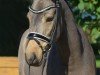 Dressurpferd Starlight PP (Deutsches Reitpony, 2020, von Jonker's Socrates)