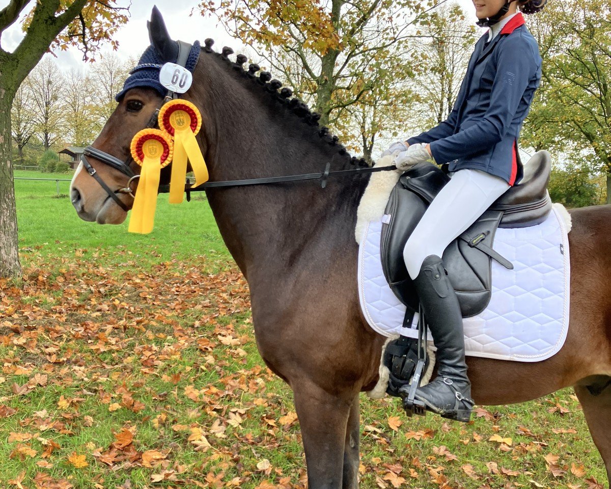 dressage horse My Joke (New Forest Pony, 2017, from Anydale Martien)