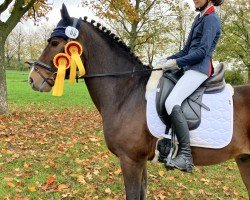 dressage horse My Joke (New Forest Pony, 2017, from Anydale Martien)