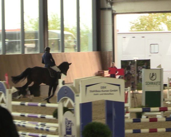 Reitturnier Zwickau 2024