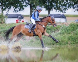 jumper Quatman's Boy B (German Riding Pony, 2017, from Quatman)