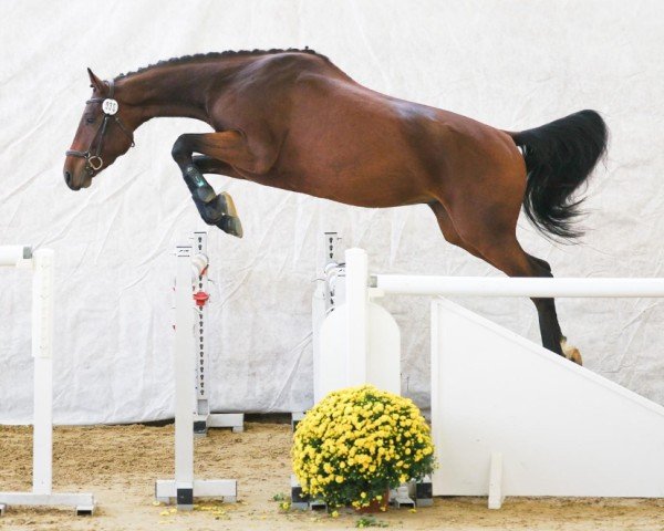 Springpferd Ogani CH (Schweizer Warmblut, 2021, von Ogano)