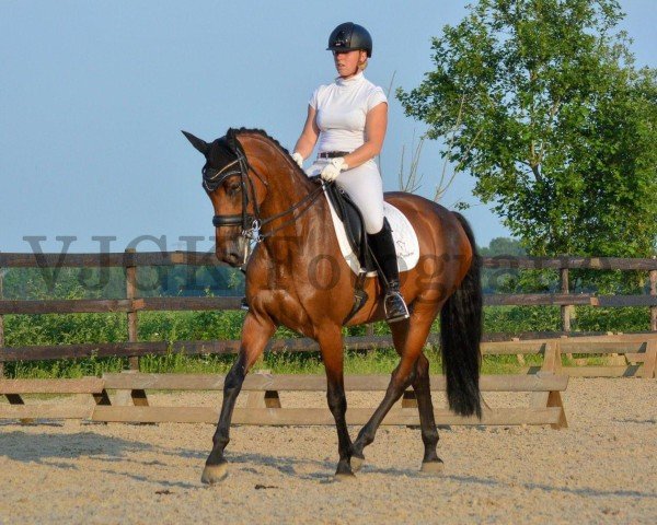 broodmare Grazianne (KWPN (Royal Dutch Sporthorse), 2011, from Cedrik)