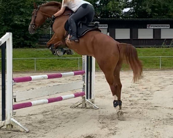 horse Naughty Nils (Oldenburg show jumper, 2017, from Niagara d'Elle)