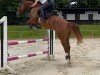 horse Naughty Nils (Oldenburg show jumper, 2017, from Niagara d'Elle)