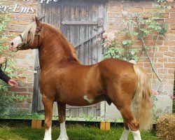 Deckhengst Three-B-Roy Roger (Welsh-Cob (Sek. C), 2002, von Cwmmaddoc Krone)