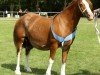 Zuchtstute Stal Maasdijk´s Duchess (Welsh-Cob (Sek. C), 2009, von Tremymor Sir Geraint)