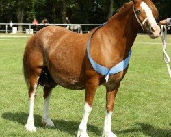 Zuchtstute Stal Maasdijk´s Duchess (Welsh-Cob (Sek. C), 2009, von Tremymor Sir Geraint)