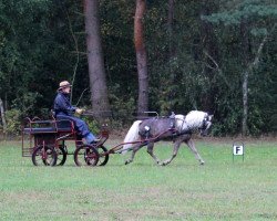 stallion Grande (German Classic Pony, 2006, from Grenoble)