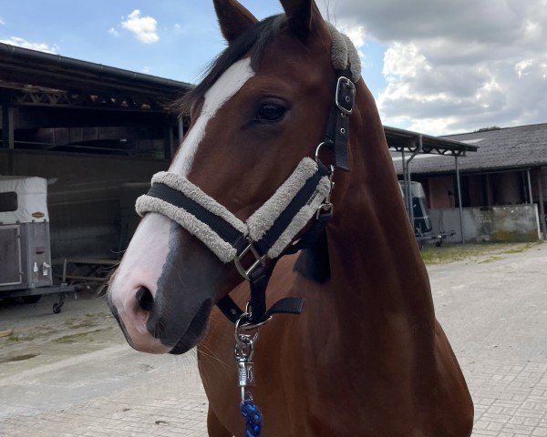 dressage horse Fly (Zangersheide riding horse, 2023, from Farbenspiel)