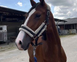 dressage horse Fly (Zangersheide riding horse,  , from Farbenspiel)