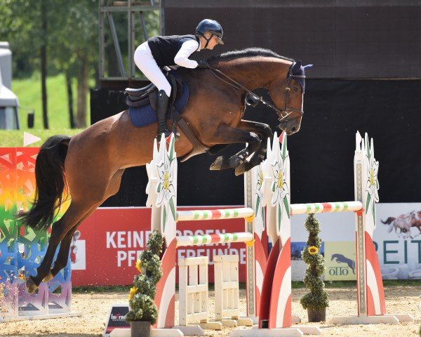 jumper Vinchinia M (German Sport Horse, 2018, from Vingino)