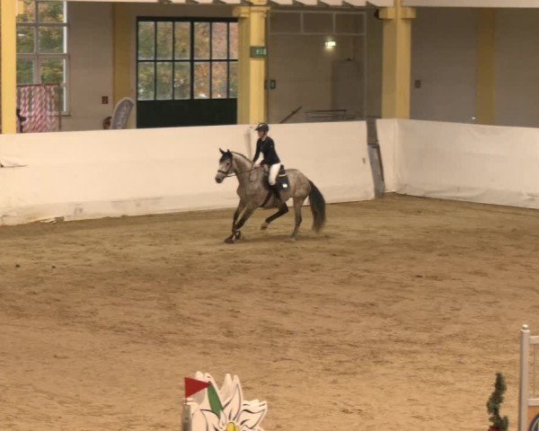 Reitturnier Stadl-Paura 2024