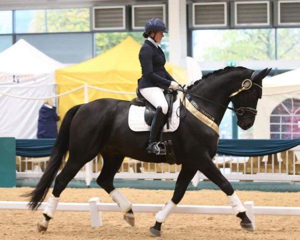 dressage horse Hoghton Maverick (Oldenburg, 2017, from Fürstenball)