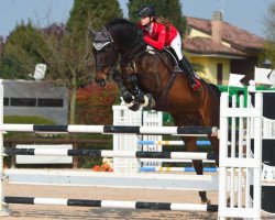 jumper Capriolo (Austrian Warmblood, 2003, from Que Sera)