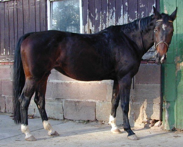 broodmare Palea (Hanoverian, 1986, from Pik Bube II)