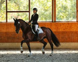 jumper Quickstep 71 (Hanoverian, 2016, from Qualito)