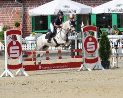 jumper Santigo 3 (German Riding Pony, 2012, from Santiago)