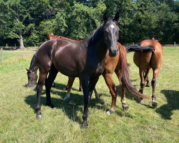 dressage horse Varus (Westphalian, 2020, from Harmony's V-Plus)