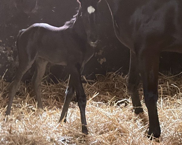 dressage horse Erbse (Westphalian, 2022, from Harmony's V-Plus)