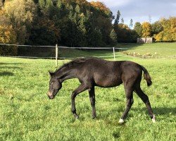 dressage horse Frieda (Westphalian, 2023, from Vivaldon)