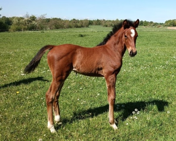 foal by Hengst / Elite (Oldenburg, 2024, from Sir Donnerhall I)