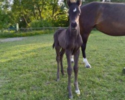 dressage horse Fred (Westphalian, 2023, from Franklin)