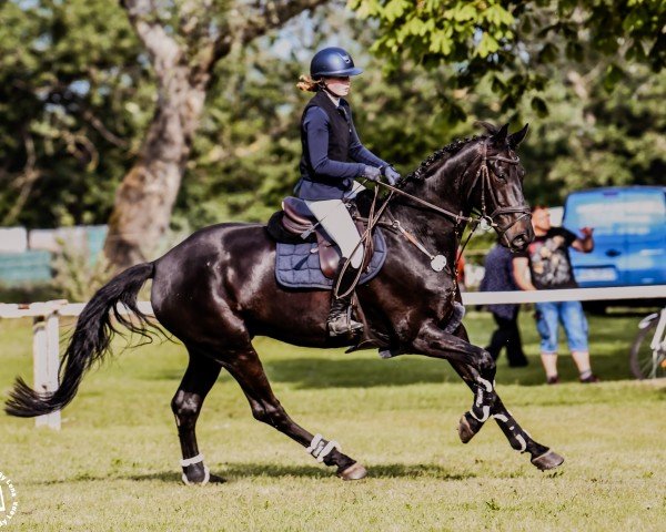 jumper Barnaby 44 (Hanoverian, 2017, from Buckingham)