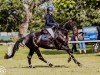 jumper Barnaby 44 (Hanoverian, 2017, from Buckingham)