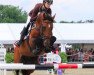 jumper Timpex Abrand (Hungarian Warmblood, 2000, from Amati)