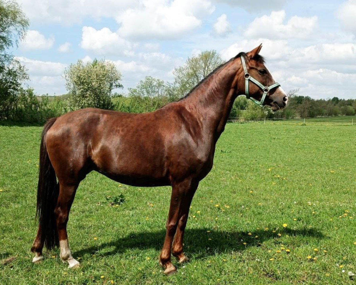 Zuchtstute Knudsmark's Olympia (Dänisches Warmblut, 2015, von Don Olymbrio)