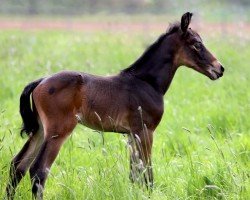 Springpferd Cornet de Lounis (Hannoveraner, 2021, von Cornet de Semilly)