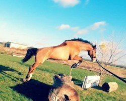 dressage horse L'Hans (Mecklenburg, 2012, from Lycon 3)