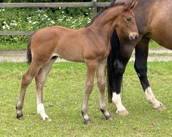 foal by Fransisco HCW (Hanoverian, 2024, from Fidertanz)