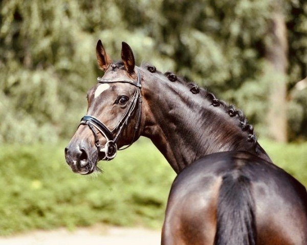 dressage horse Jule K 3 (Oldenburg, 2019, from Jovian)