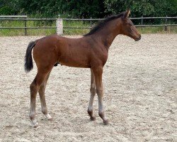 dressage horse Glamrock HCW (Hanoverian, 2023, from Glamourdale)