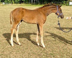 dressage horse Bella HCW (Hanoverian, 2022, from Bonjour)