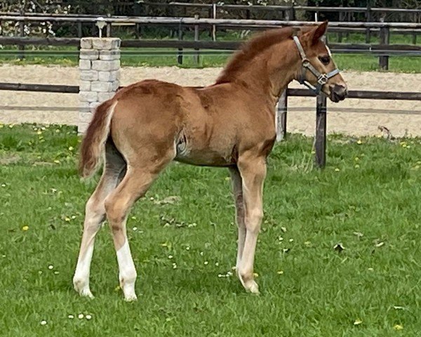 dressage horse Flashy HCW (Hanoverian, 2022, from Flashbang)