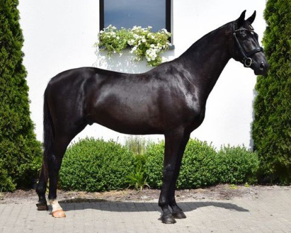 dressage horse Total Secret (Westphalian, 2022, from Total Hope OLD)