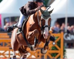 stallion Carthino Z (Zangersheide riding horse, 2000, from Carthago)