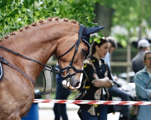 Springpferd Cäsar 208 (Deutsches Sportpferd, 2012, von Casdorff)