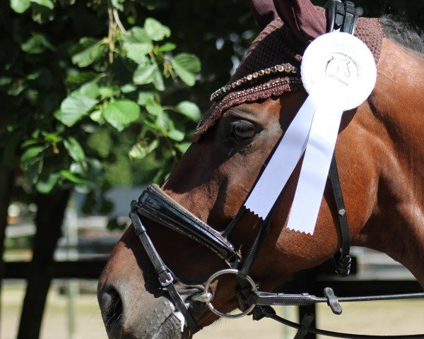 dressage horse Bobbi 19 (Oldenburg, 2016, from Borsalino)